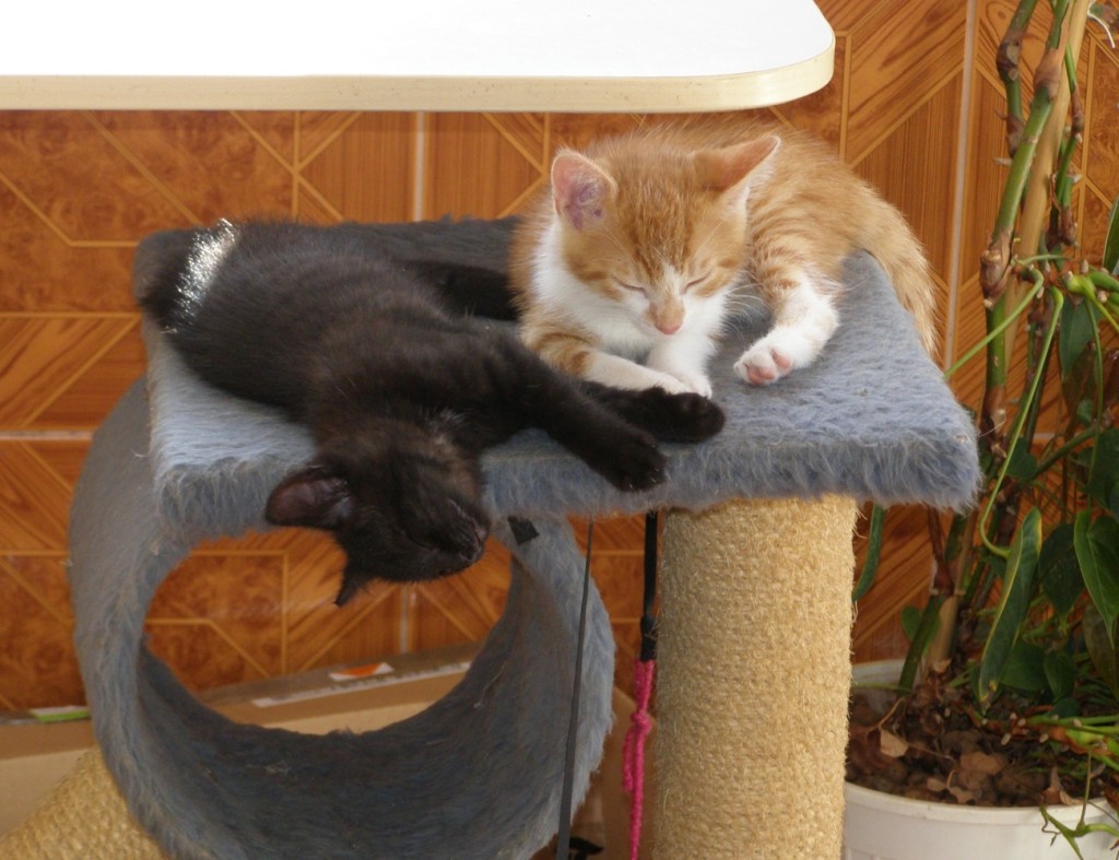 Koťata-Max a Bubu1
