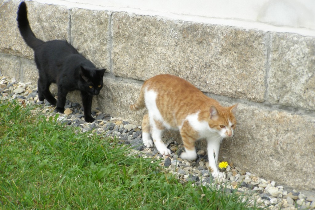 Koťata-Max a Bubu2